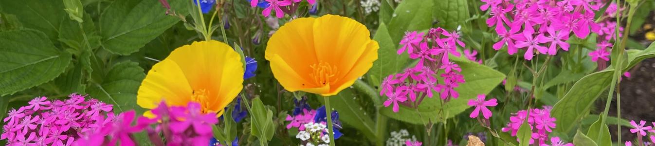 Pink and Yellow Wildflowers