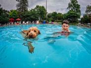 Dog Day at Pool